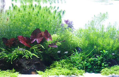 Layout 84 (250 L)