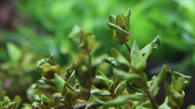Layout 85 (83 L)