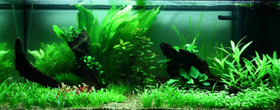 Layout 89 (180 L)