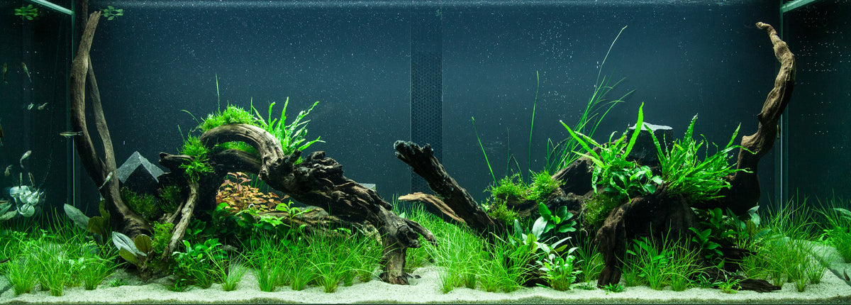 Layout 95 (300 L)