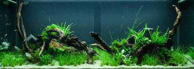 Layout 95 (300 L)