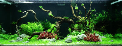 Layout 96 (300 L)