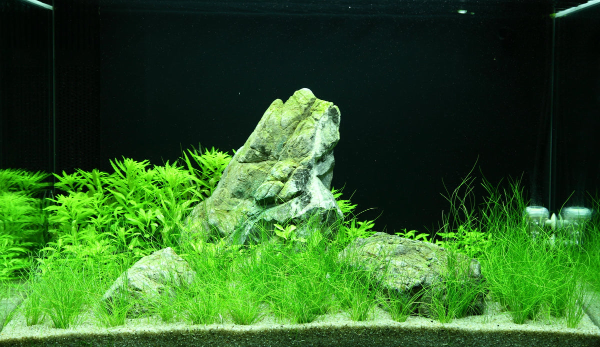 Layout 100 (100 L)