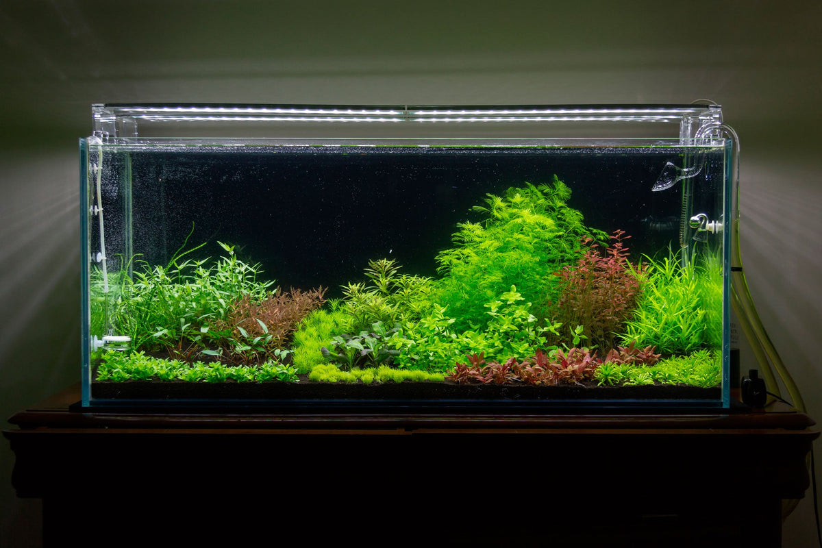 Layout 105 (300 L)