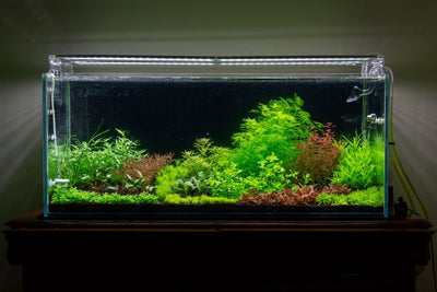 Layout 105 (300 L)