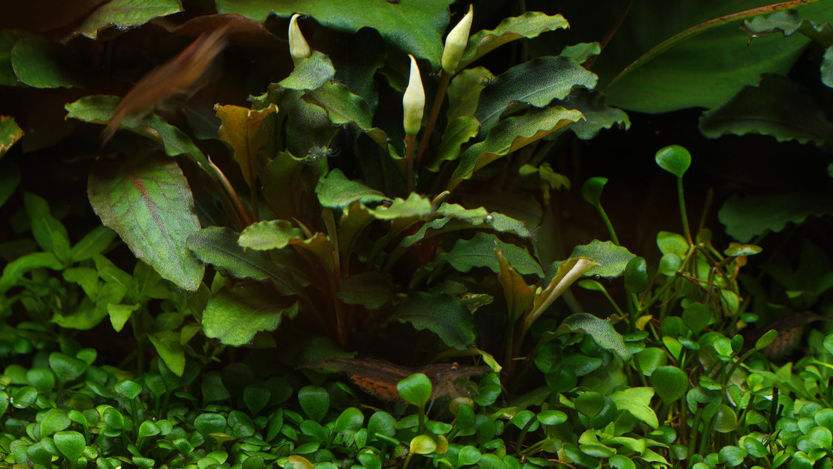 Layout 108 (250 L)
