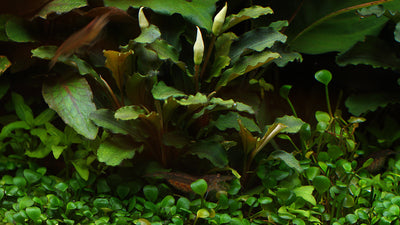 Layout 108 (250 L)