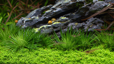 Layout 110 (250 L)