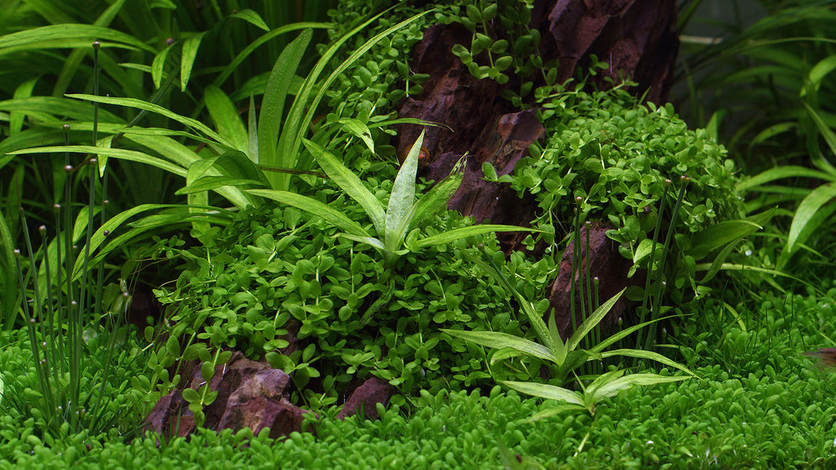 Layout 113 (75 L)