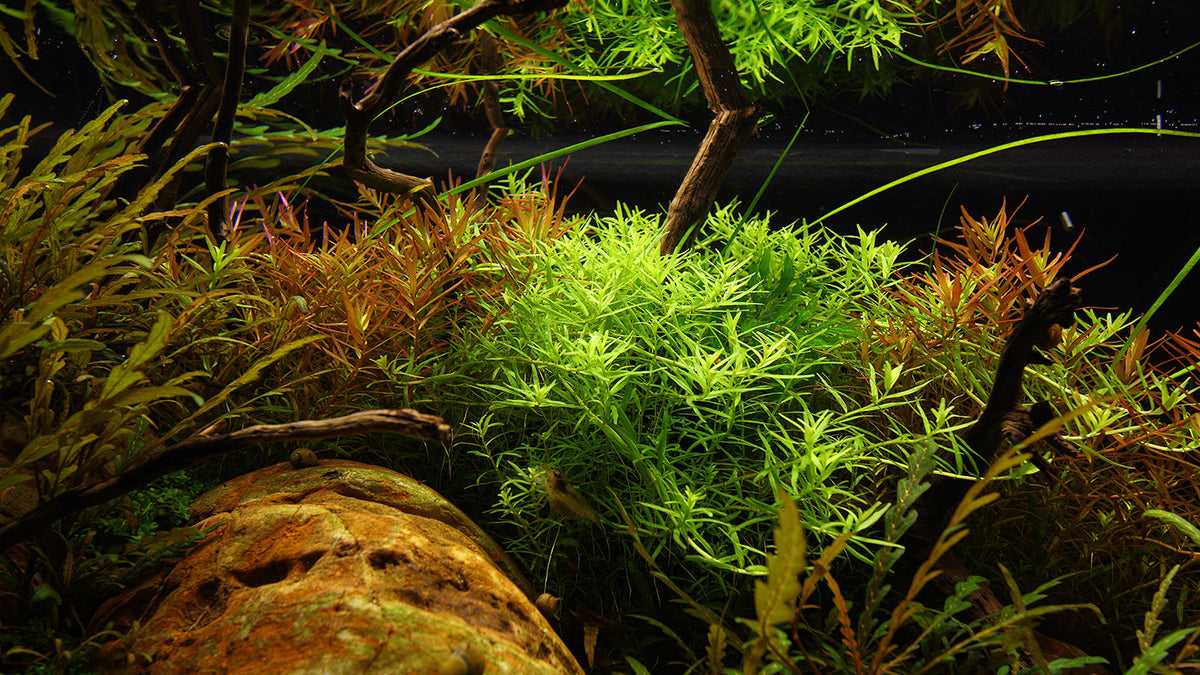 Layout 114 (270 L)