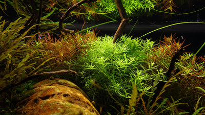 Layout 114 (270 L)