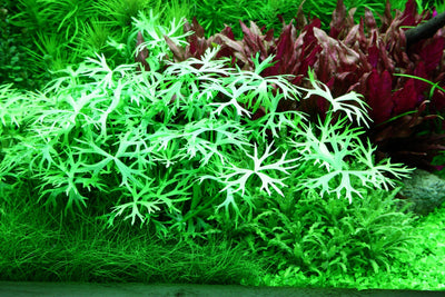 Ranunculus inundatus