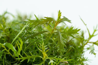 Proserpinaca palustris