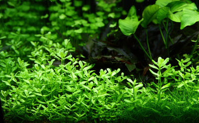 Bacopa monnieri 'Compact'