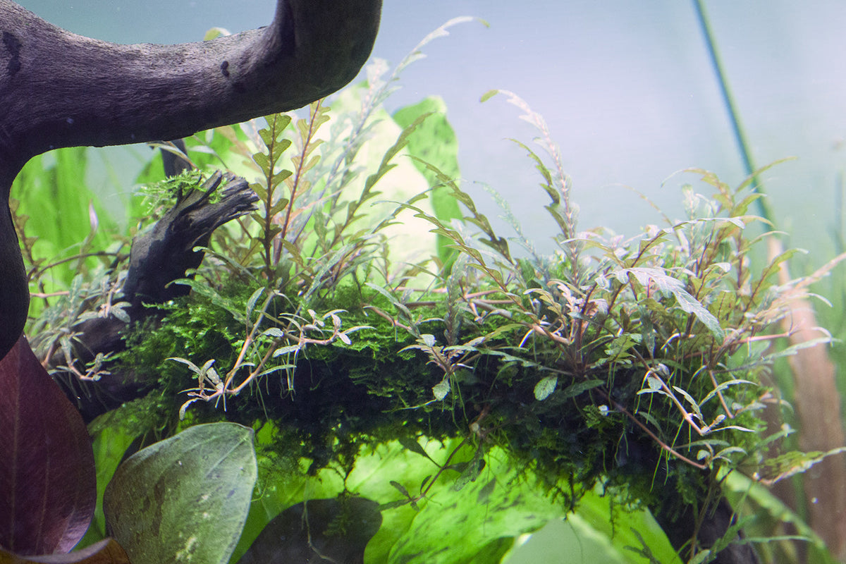 Hygrophila pinnatifida