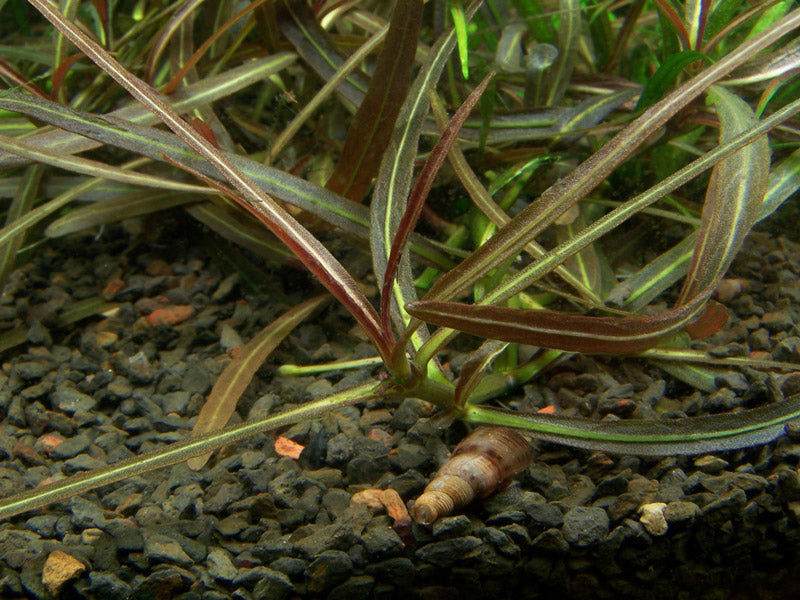 Hygrophila lancea 'Araguaia'