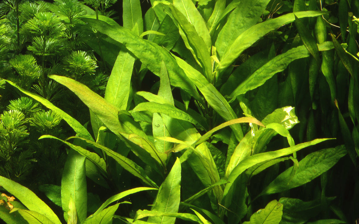 Hygrophila corymbosa 'Stricta'
