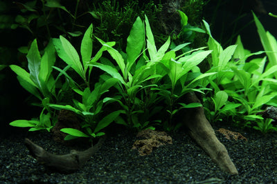 Hygrophila corymbosa 'Siamensis 53B'