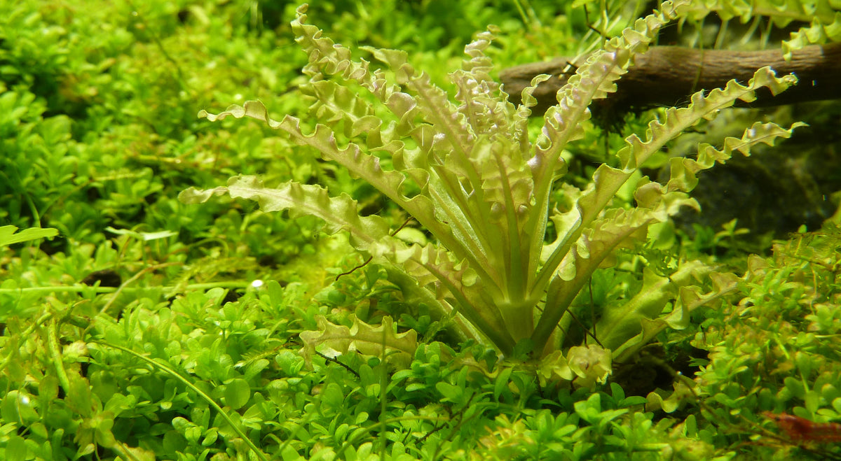 Pogostemon helferi