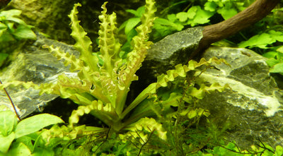 Pogostemon helferi