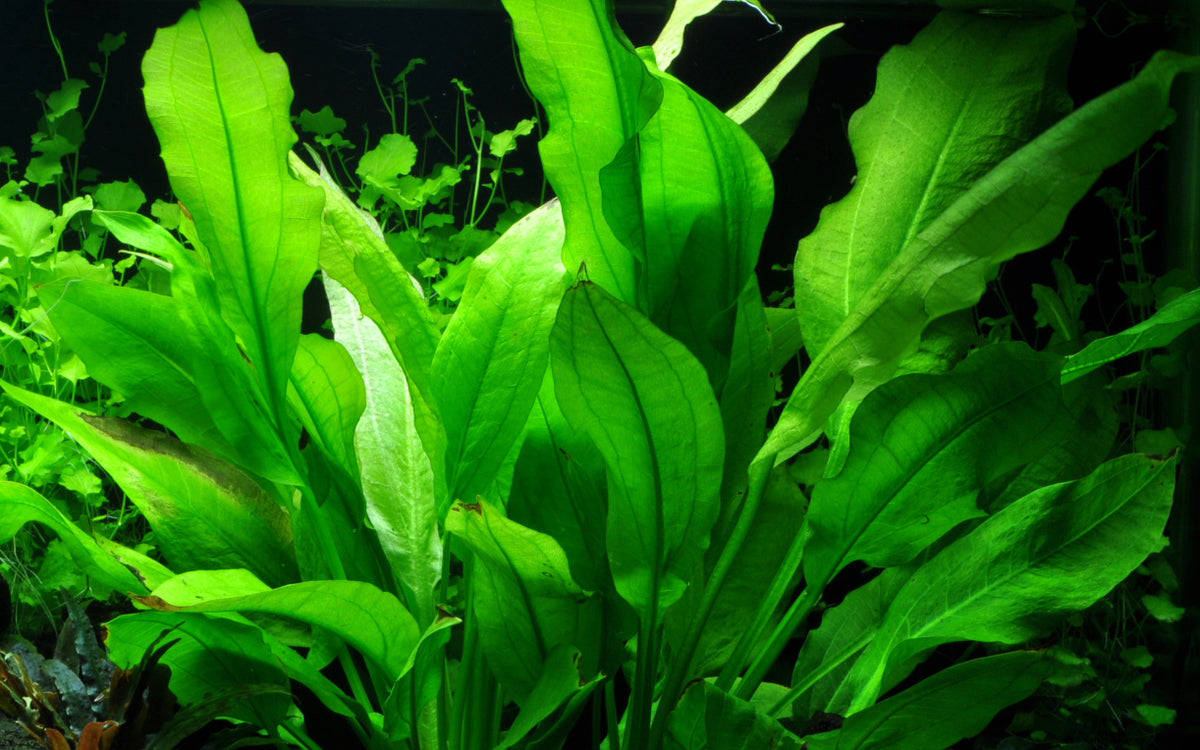 Echinodorus grisebachii 'Bleherae'