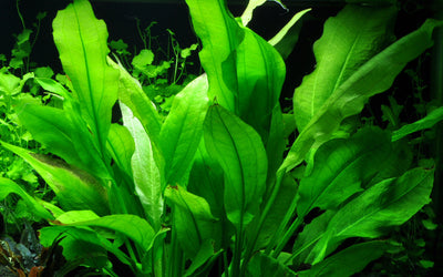 Echinodorus grisebachii 'Bleherae'