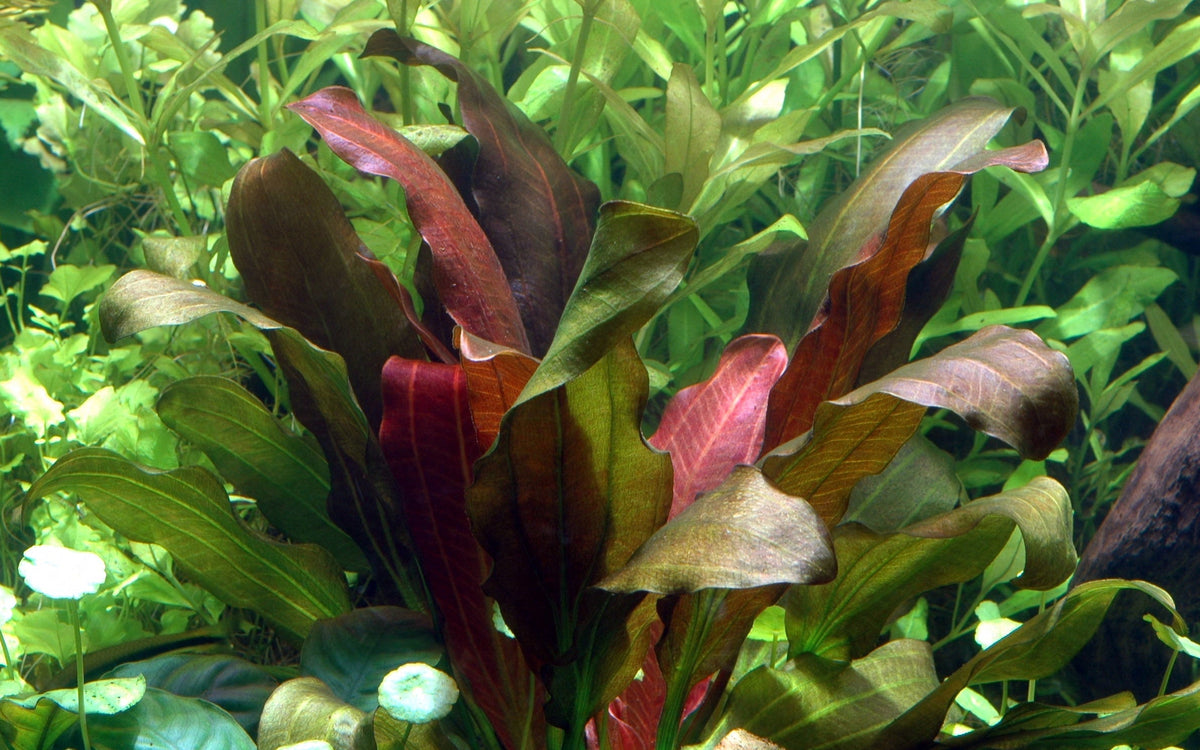 Echinodorus x barthii