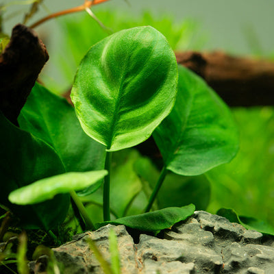 Anubias barteri 'Coin Leaf'
