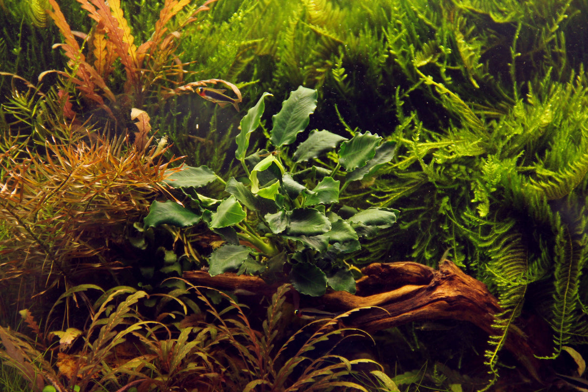 Anubias barteri var. nana 'Kirin'