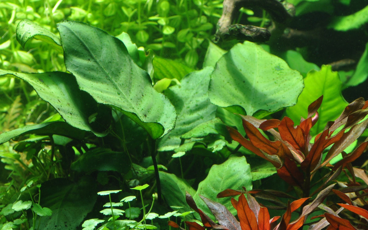 Anubias barteri sp.