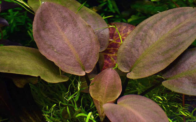 Lagenandra meeboldii 'Red'
