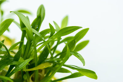 Cryptocoryne parva
