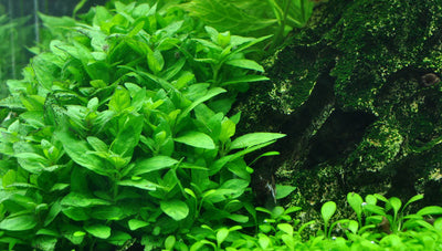 Layout 9 (36 L)