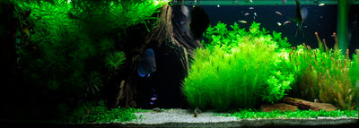 Layout 10 (325 L)