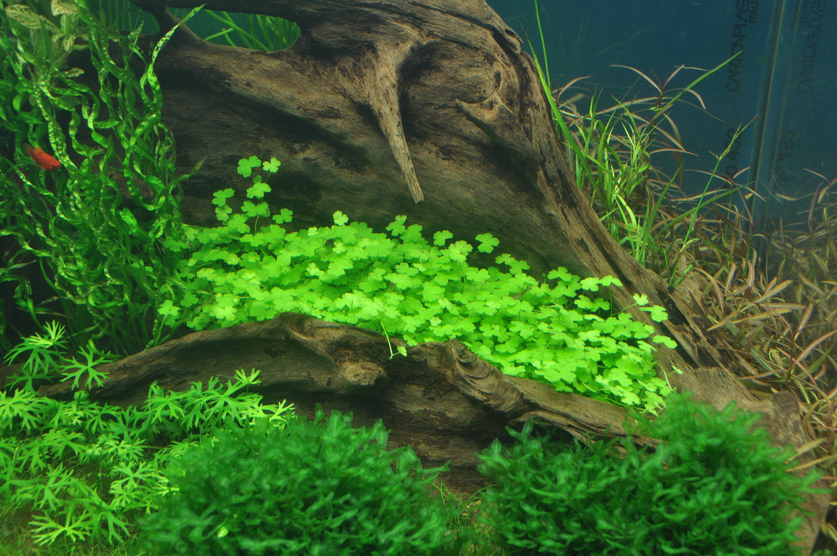 Layout 35 (360 L)