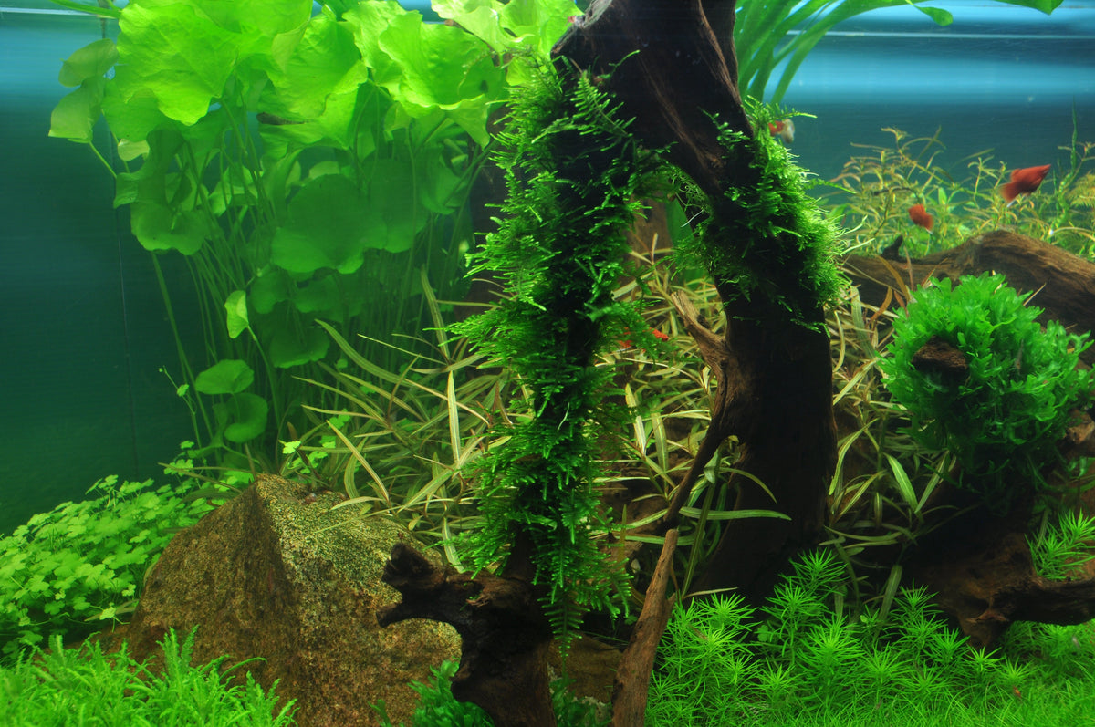 Layout 38 (225 L)