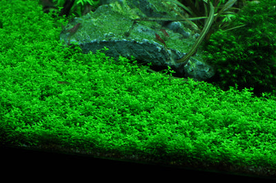 Layout 41 (180 L)
