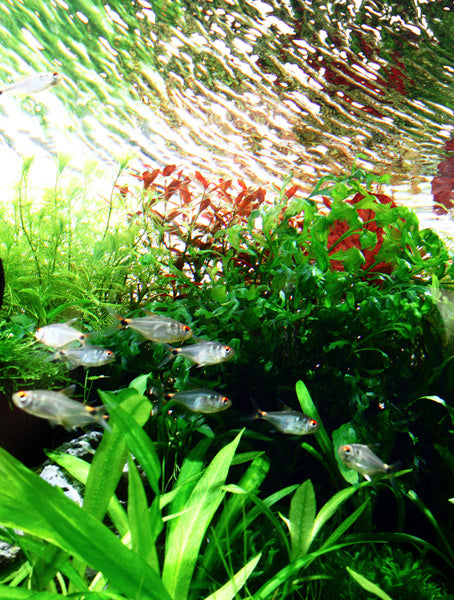 Layout 45 (180 L)