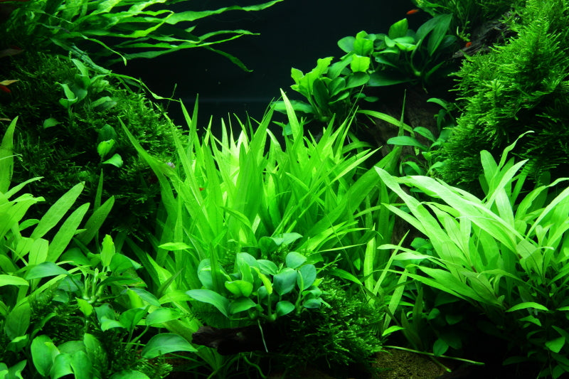Layout 47 (100 L)
