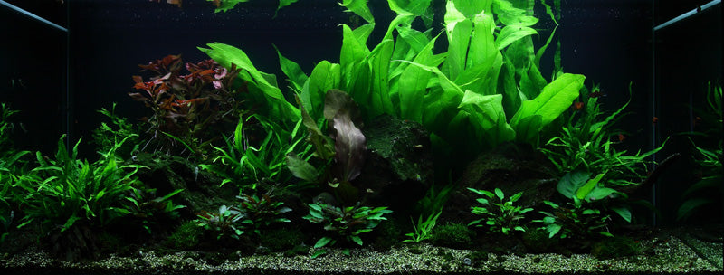 Layout 48 (300 L)