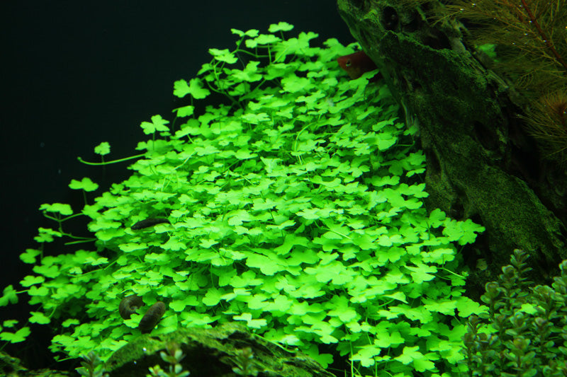 Layout 49 (100 L)
