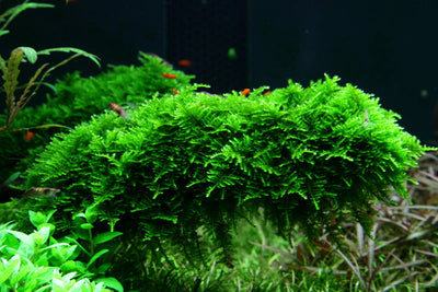 Layout 50 (300 L)