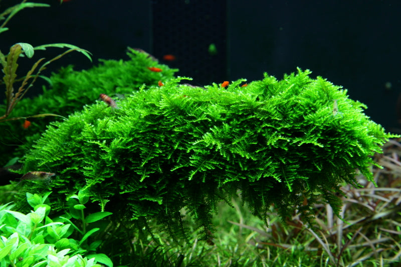 Layout 50 (300 L)