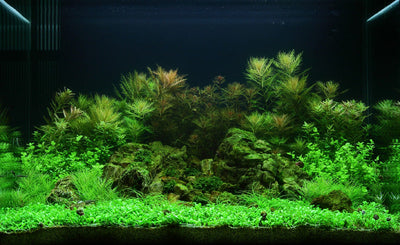 Layout 51 (100 L)