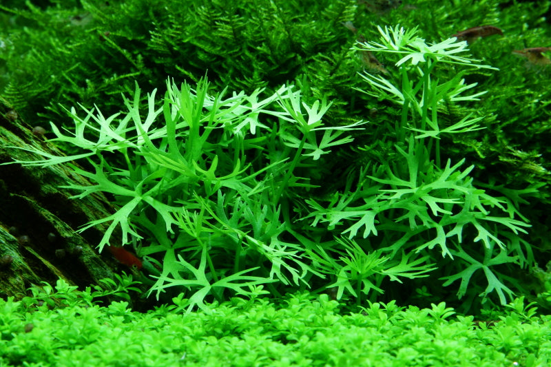 Layout 52 (300 L)