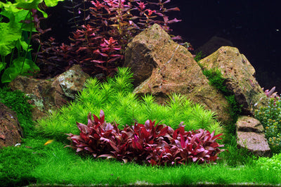 Layout 54 (270 L)