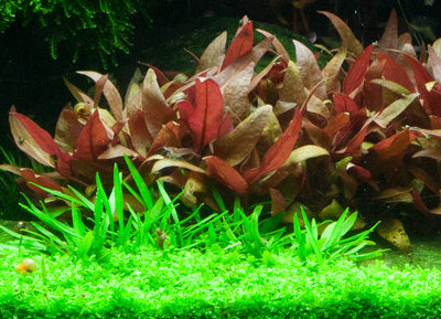 Layout 75 (100 L)