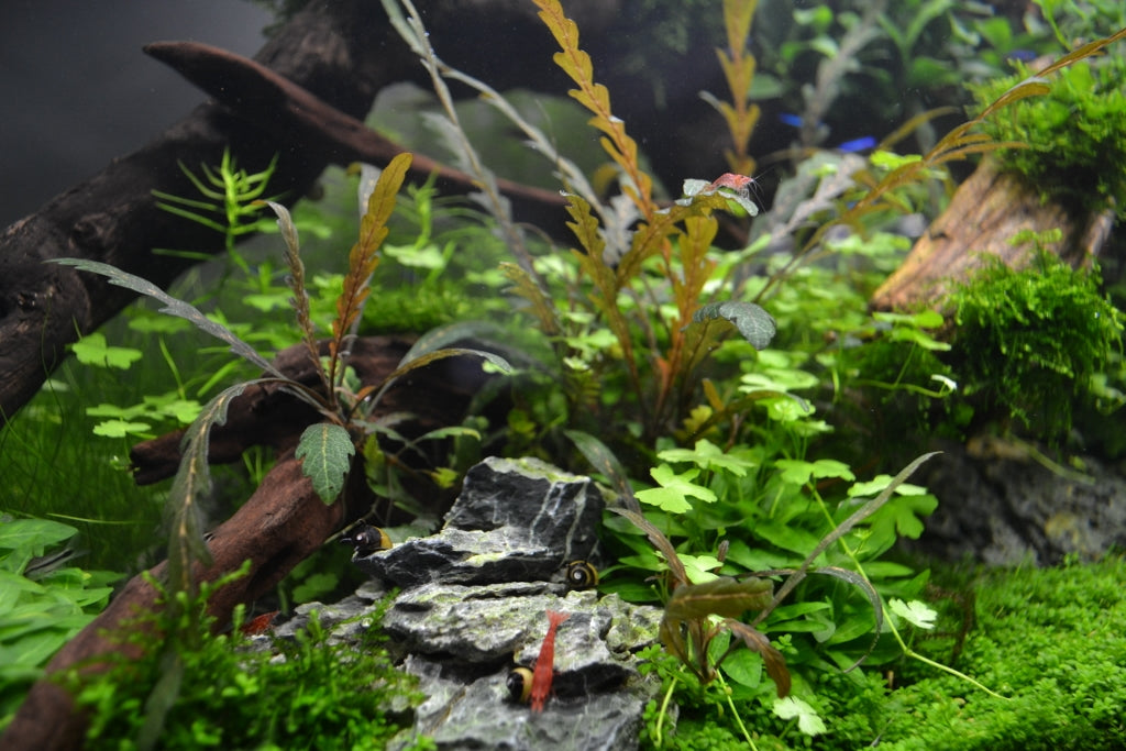 Layout 76 (182 L)