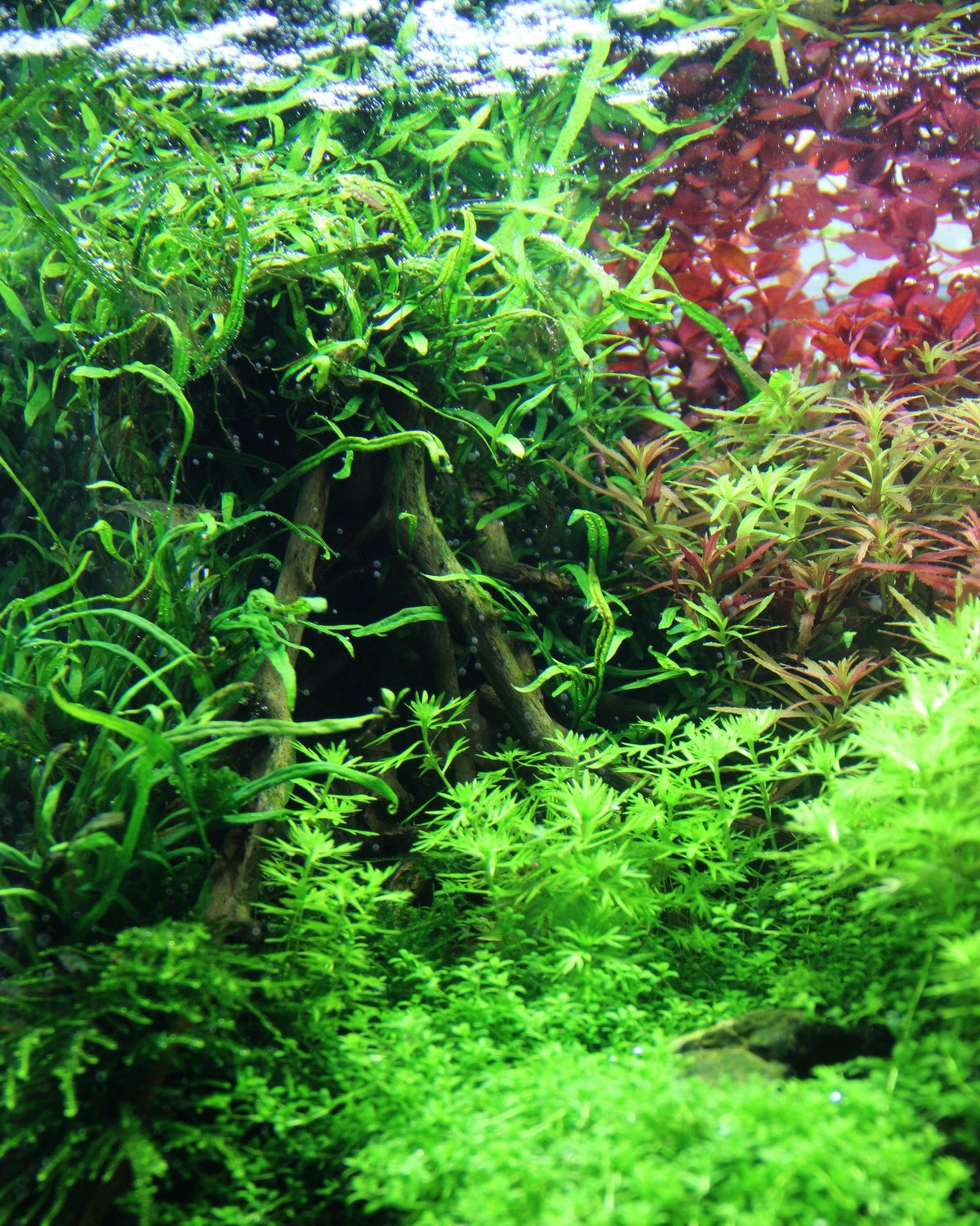 Layout 83 (100 L)