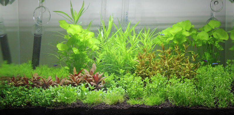 Layout 85 (83 L)